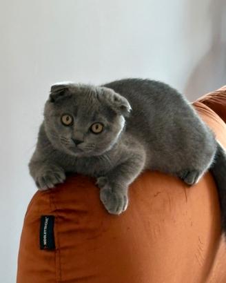 Scottish Fold    