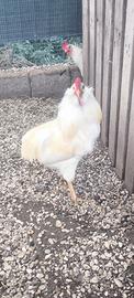 Araucana