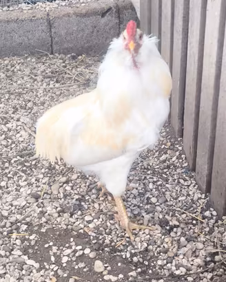 Araucana