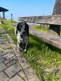Springer spaniel inglese maschio