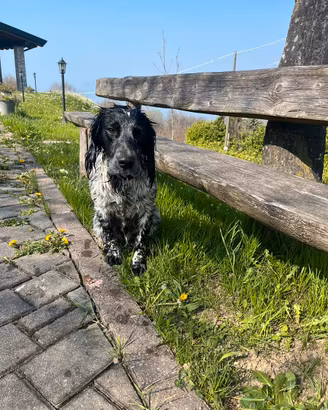 Springer spaniel inglese maschio