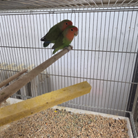 Inseparabili roseicollins