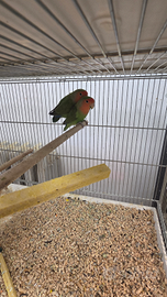 Inseparabili roseicollins