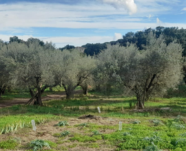 Terreno agricolo