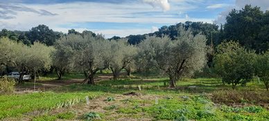 Terreno agricolo