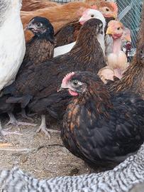 Pulcinotti marans e araucane