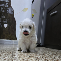 Cuccioli maltesi, nati il 20 settembre . Torino