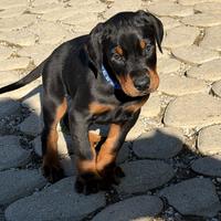 Meravigliosi cuccioli di Doberman disponibili