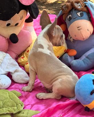 Bulldog francese