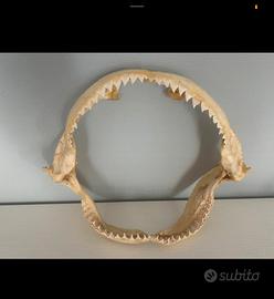 mandibola squalo toro