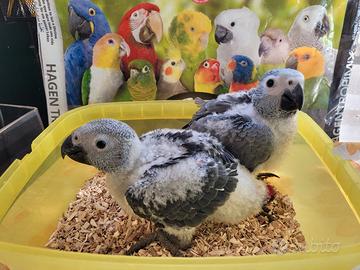 Pappagalli Cenerino DA IMBECCO