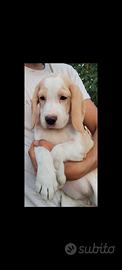 Femmine Bianco Arancio Beagle