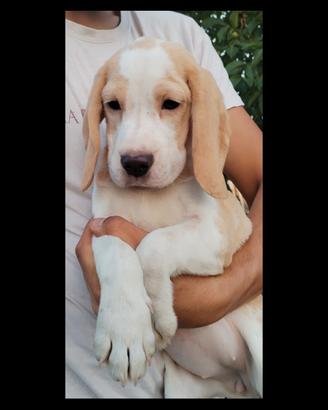 Femmine Bianco Arancio Beagle