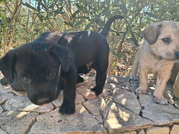 Cuccioli taglia piccola di meticcio