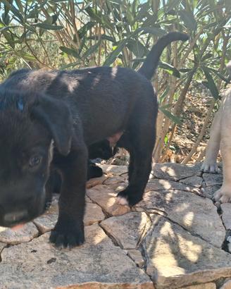 Cuccioli taglia piccola di meticcio