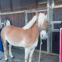 Haflinger castrone