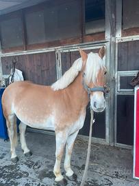 Haflinger castrone