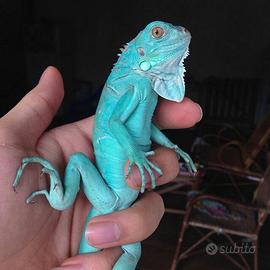 Iguana blu baby