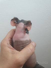 Cavia peruviana nuda skinny