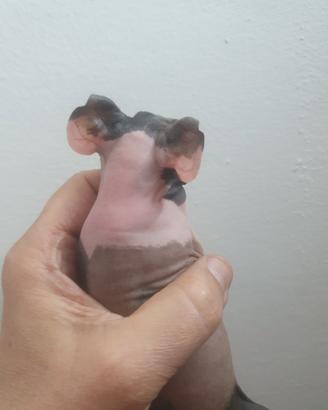 Cavia peruviana nuda skinny