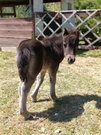 Mini pony femmina puledrina