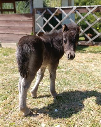 Mini pony femmina puledrina
