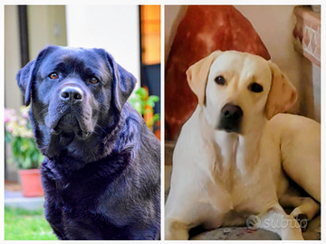 Meravigliosi Cuccioli di Labrador Retriever