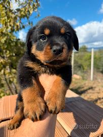 Rottweiler