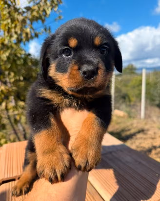 Rottweiler