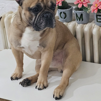 Mio, bulldog francese, vuole fidanzata