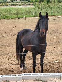 Cavallo anglo arabo