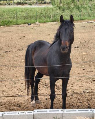 Cavallo anglo arabo