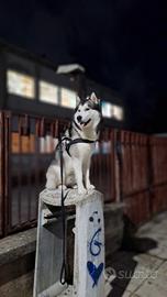 Husky siberiano