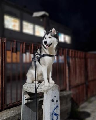 Husky siberiano