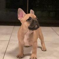 Cuccioli di bulldog francese