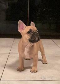 Cuccioli di bulldog francese