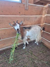 Capra tibetana