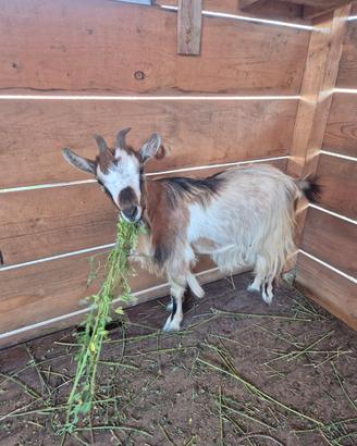 Capra tibetana