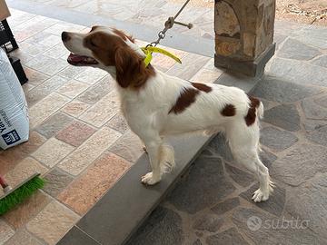 Épagneul Breton per monta