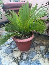 Chicas cycas pianta da giardino o da terrazzo
