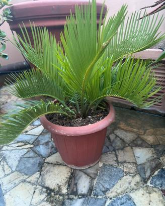 Chicas cycas pianta da giardino o da terrazzo