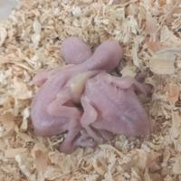 Pulli parrocchetto dal collare