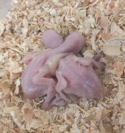 Pulli parrocchetto dal collare