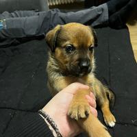 Cucciole di rotwailer