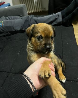 Cucciole di rotwailer