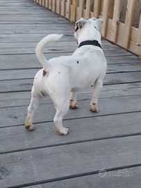 Jack Russell per monta