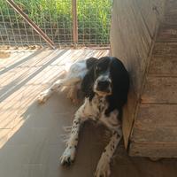 Incrocio setter springer tarrufi