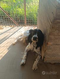 Incrocio setter springer tarrufi