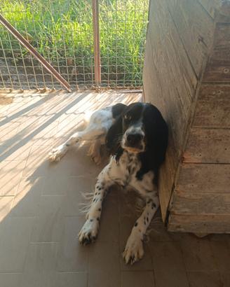 Incrocio setter springer tarrufi