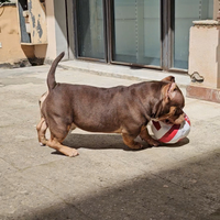 American bully maschio